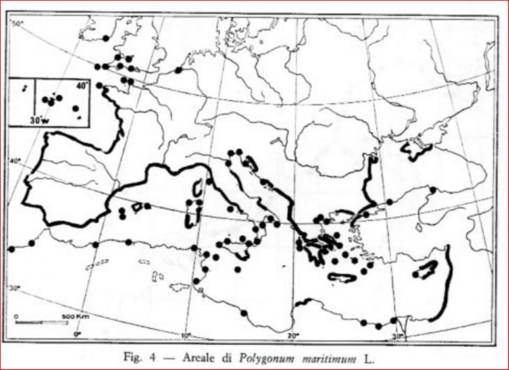 Vuoto di memoria... Polygonum maritimum